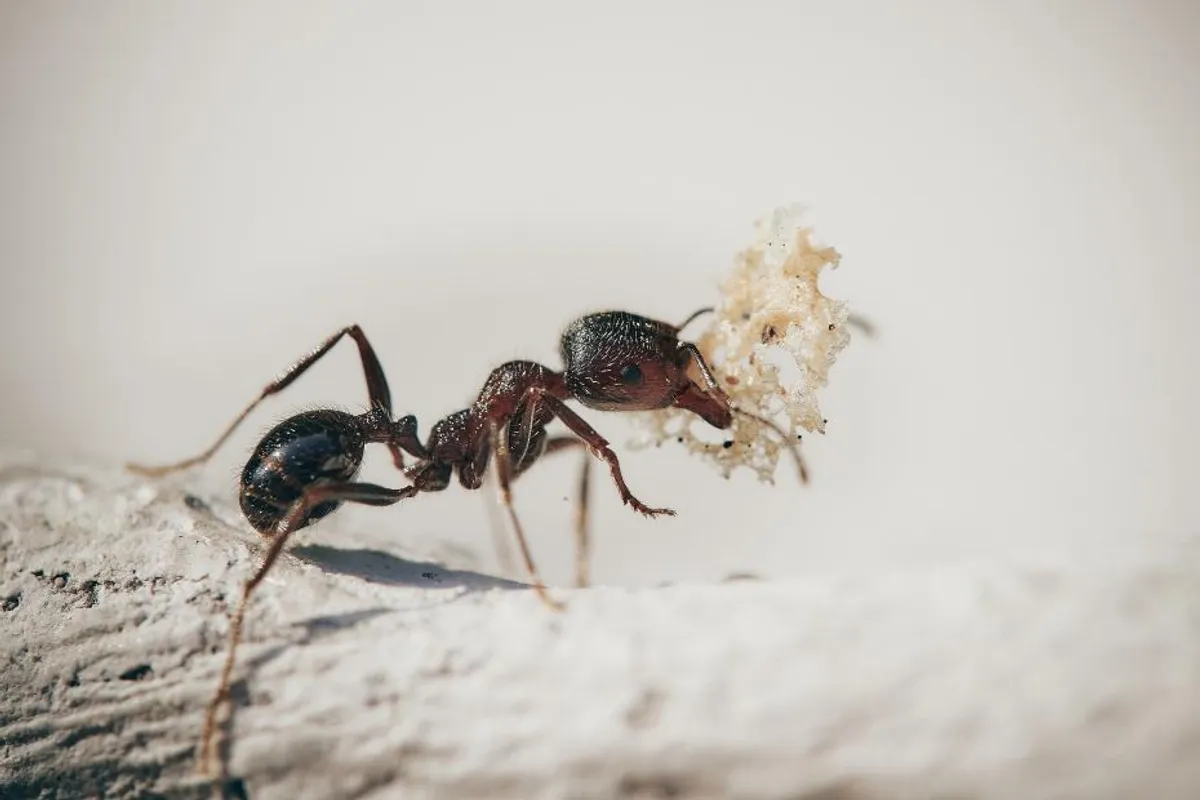 Menta protiv mrava?