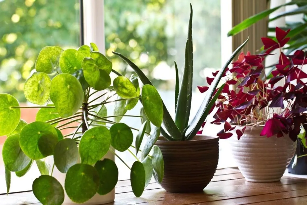 Zelene ljepotice: Nezahtjevne sobne biljke koje će uljepšati tvoj dom