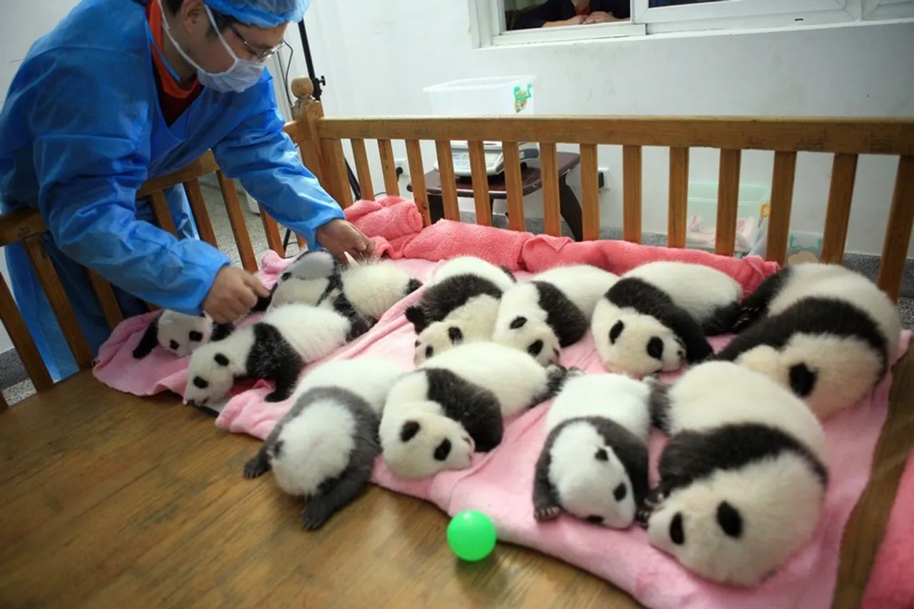 Preslatke pande razveselile cijeli svijet