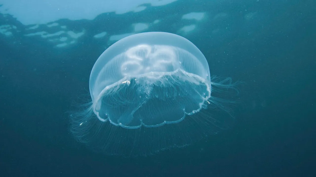 Ta divna morska stvorenja: pogledajte ples meduza u Kaštelanskom zaljevu: