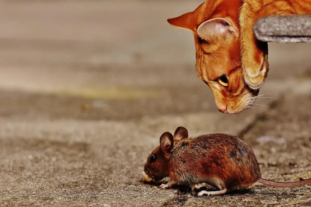 Kako otjerati miševe iz kuće: Riješite se ovih neželjenih gostiju