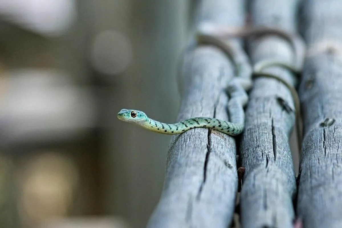 Kako se provodi zaštita kuće od zmija