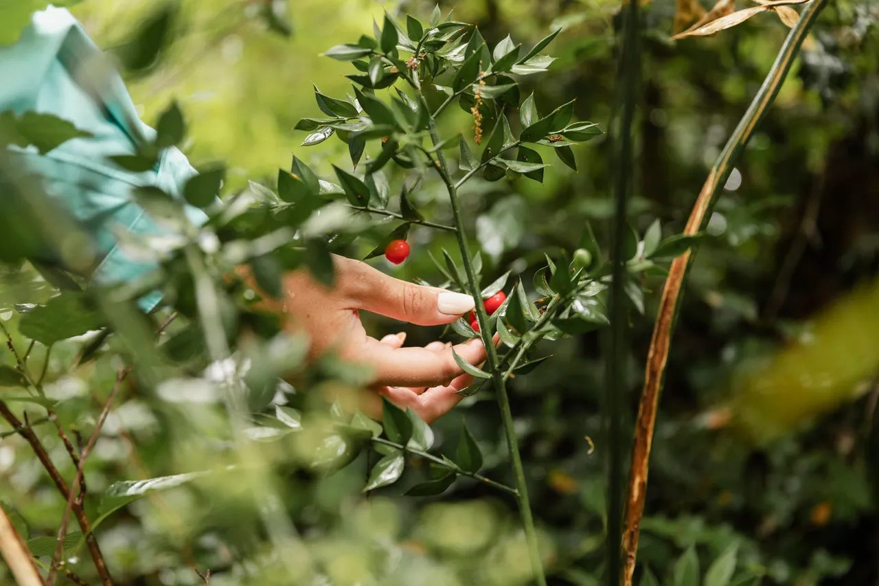 close-up-fruits-woods - freepik.jpg