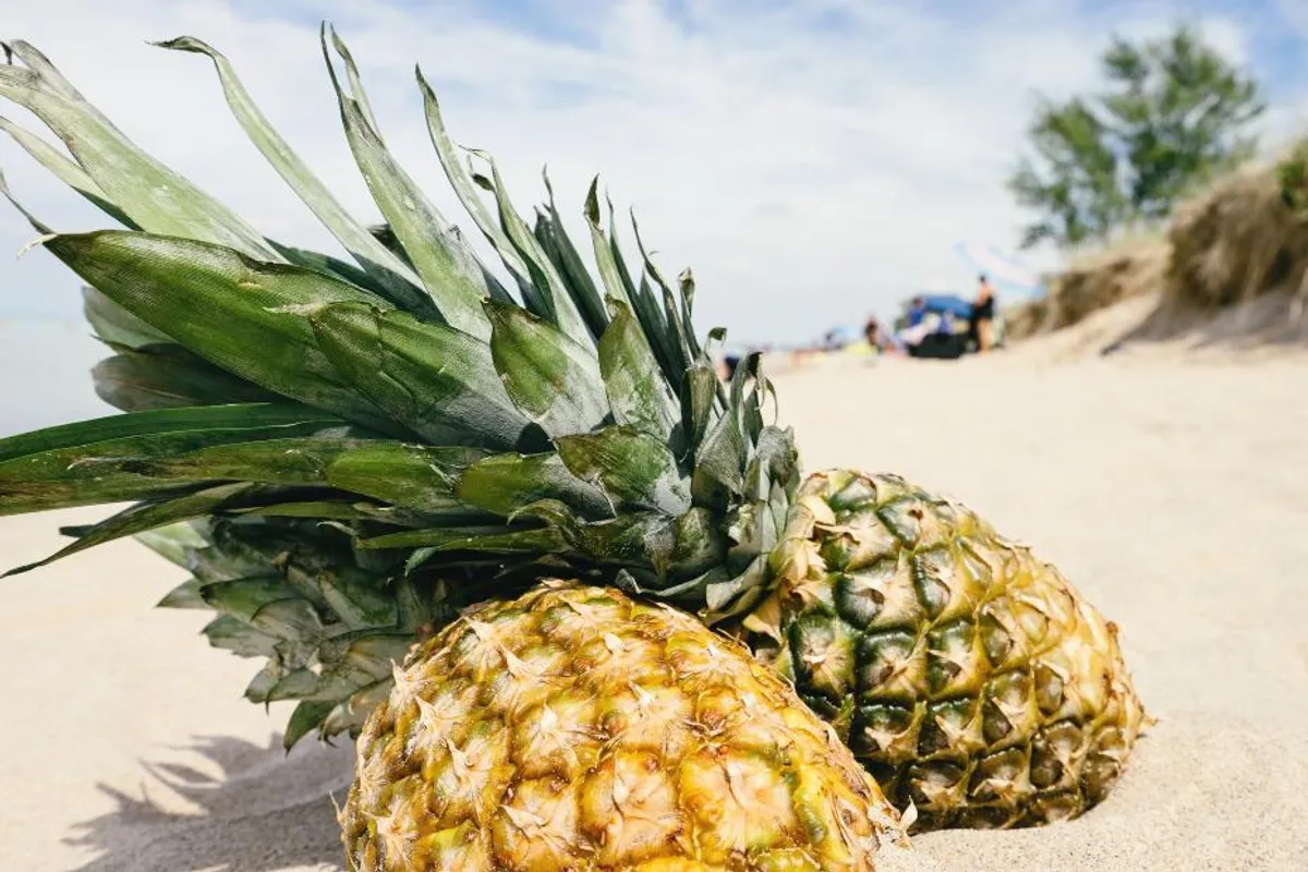 Čuvanje ananasa: Kako pravilno skladištiti ananas?