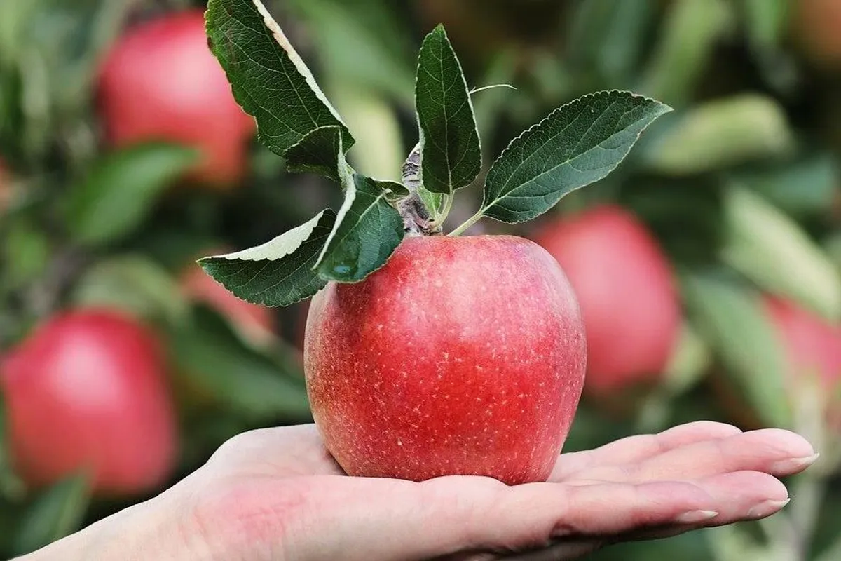 Savjeti za zamrzavanje jabuka za zimu