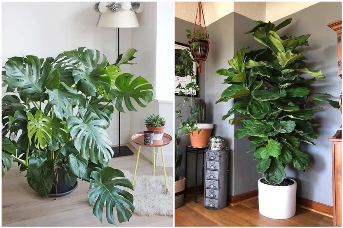 Urbana džungla u tvom domu nije potpuna bez ovih pet 'must have' biljaka