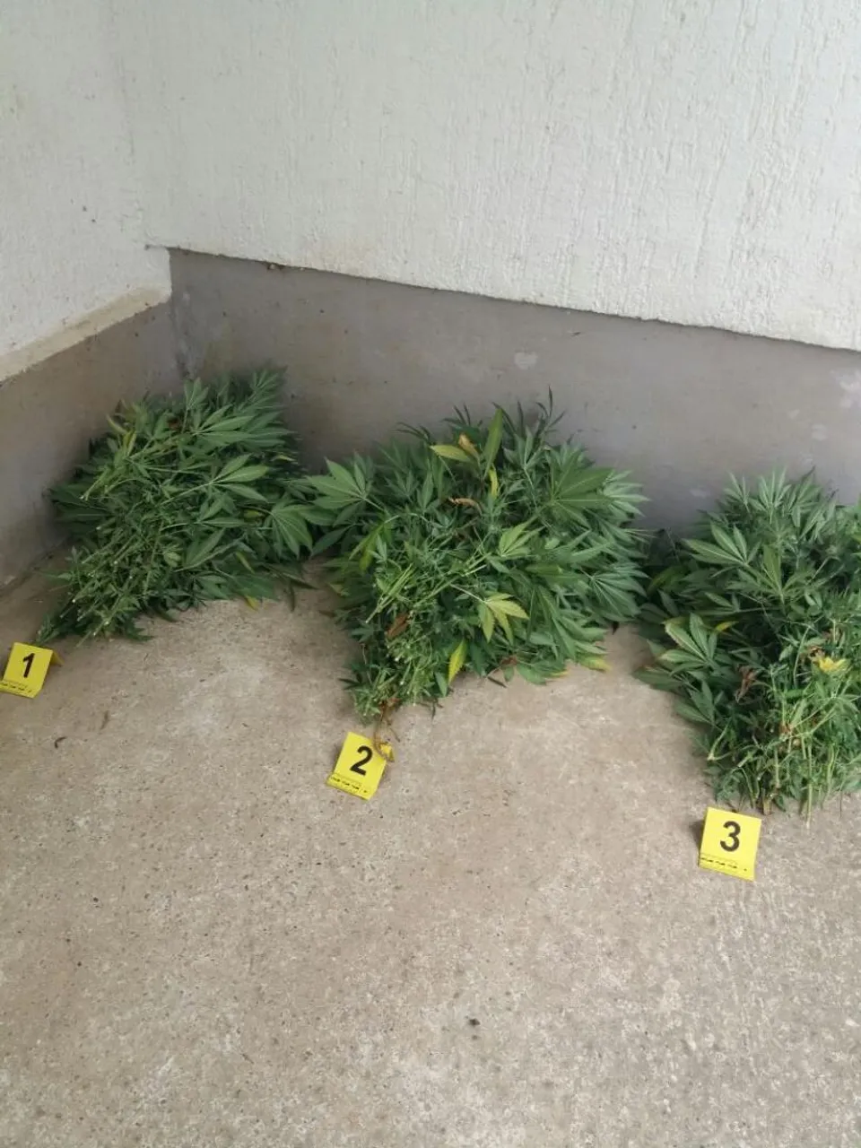 Marihuana