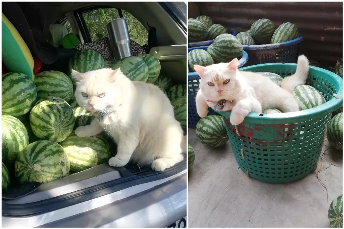 Dnevna doza smijeha: Namrgođeni mačak s Tajlanda koji nadgleda lubenice viralni je hit