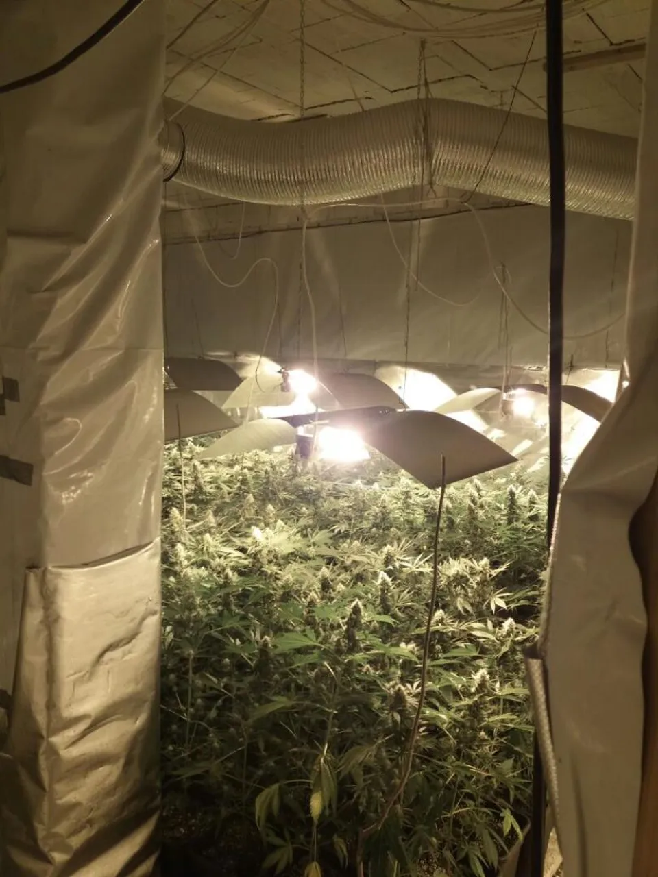 Marihuana