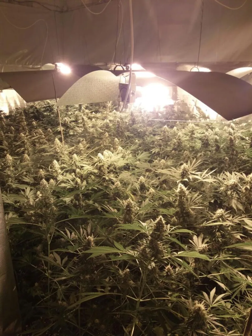 Marihuana