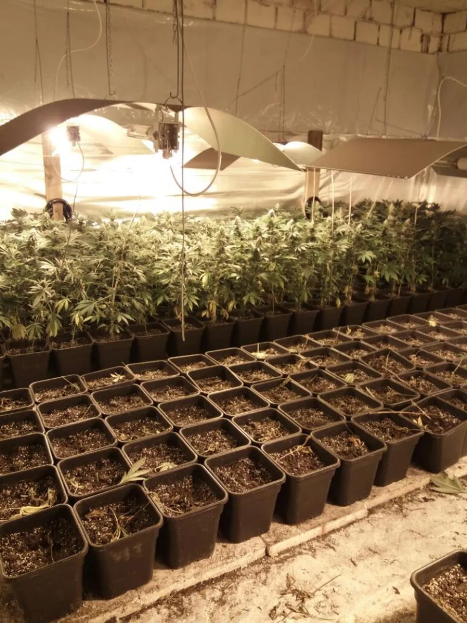 Marihuana