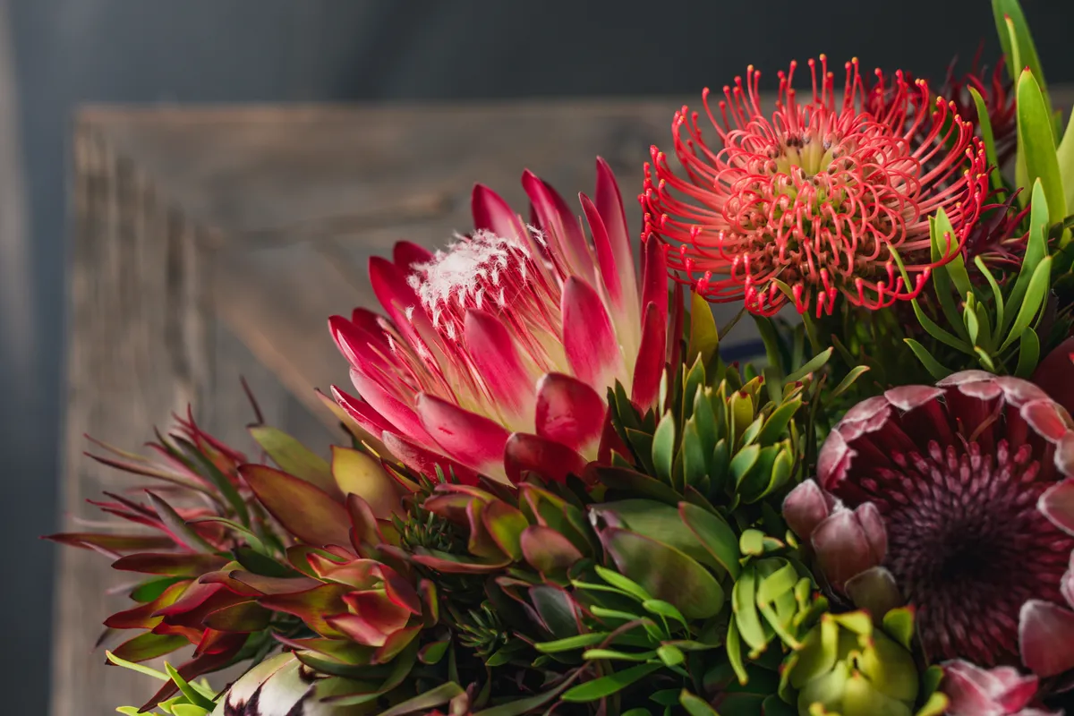 protea