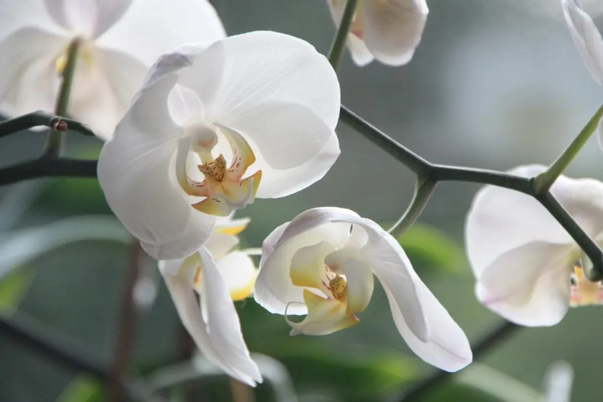 Orhideja je diva među cvijećem, a dive traže poseban tretman. Evo što trebaš znati želiš li je u svome domu