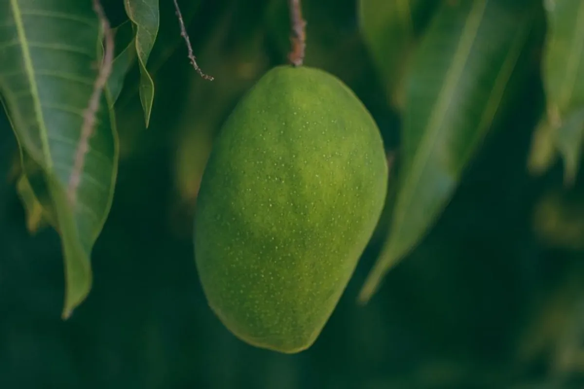 Kako prepoznati zreli mango?