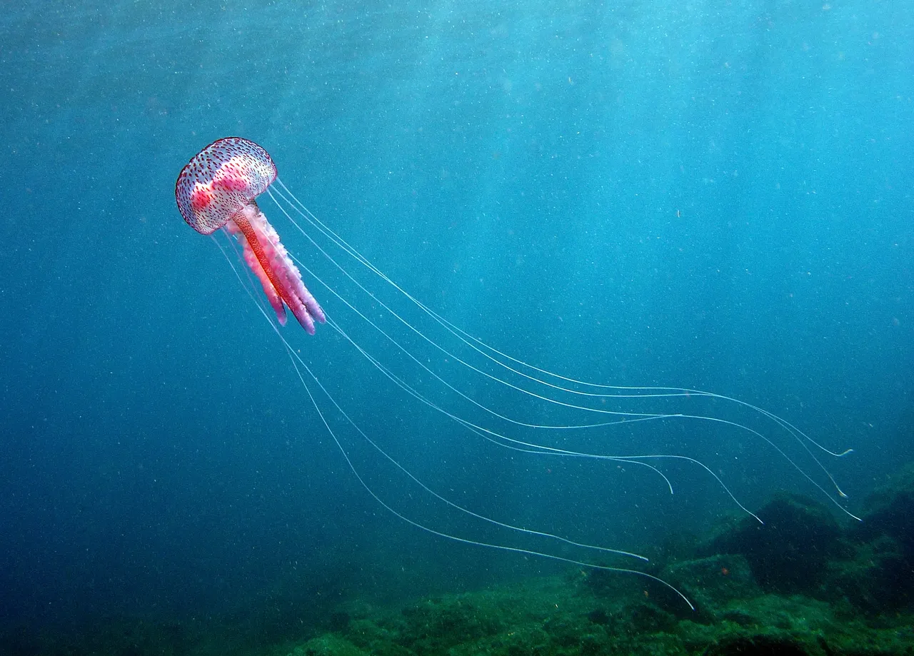 Meduza morska mjesečina (Pelagia noctiluca)