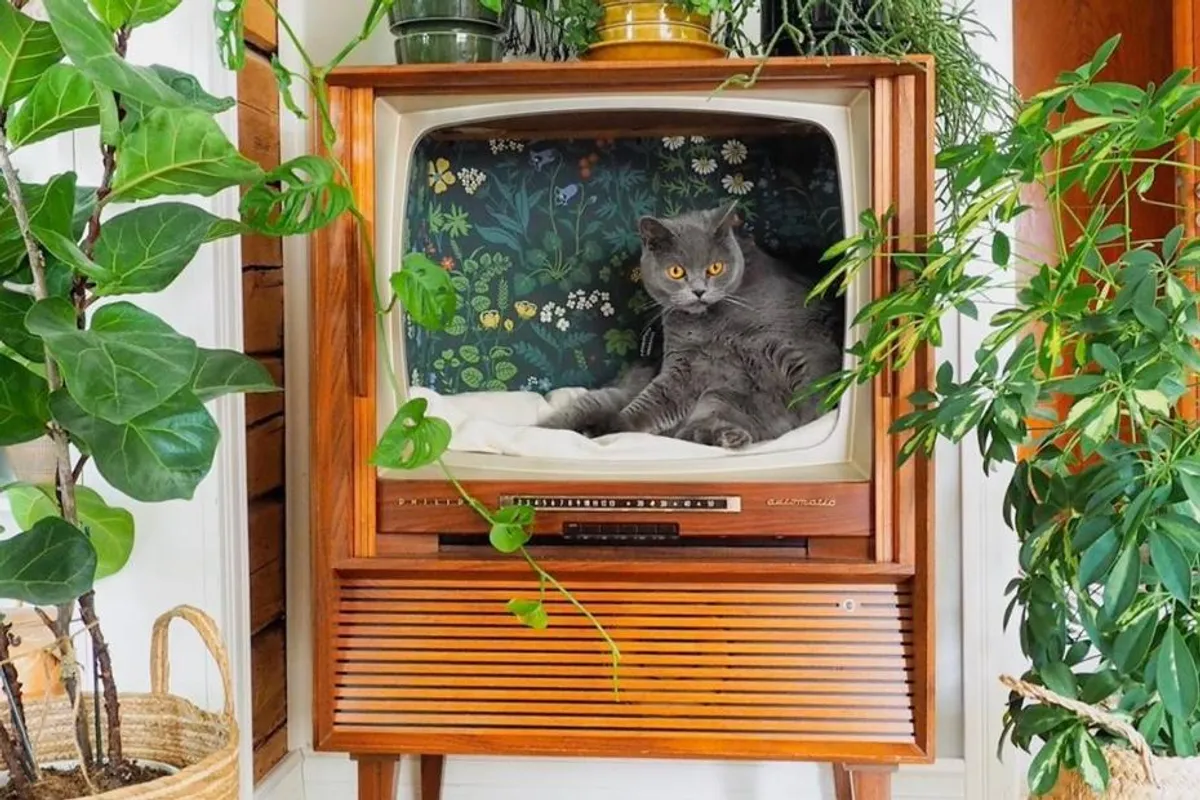 Napravi sama: Posljednji viralni hit su retro televizori pretvoreni u krevetiće za mačke, a mi znamo i kako ih napraviti
