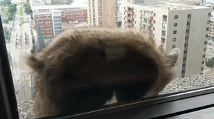 this_skyscraperclimbing_raccoon_has_just_become_an_internet_hero_23