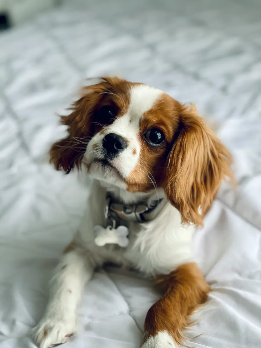 Cavalier King Charles Španijel 