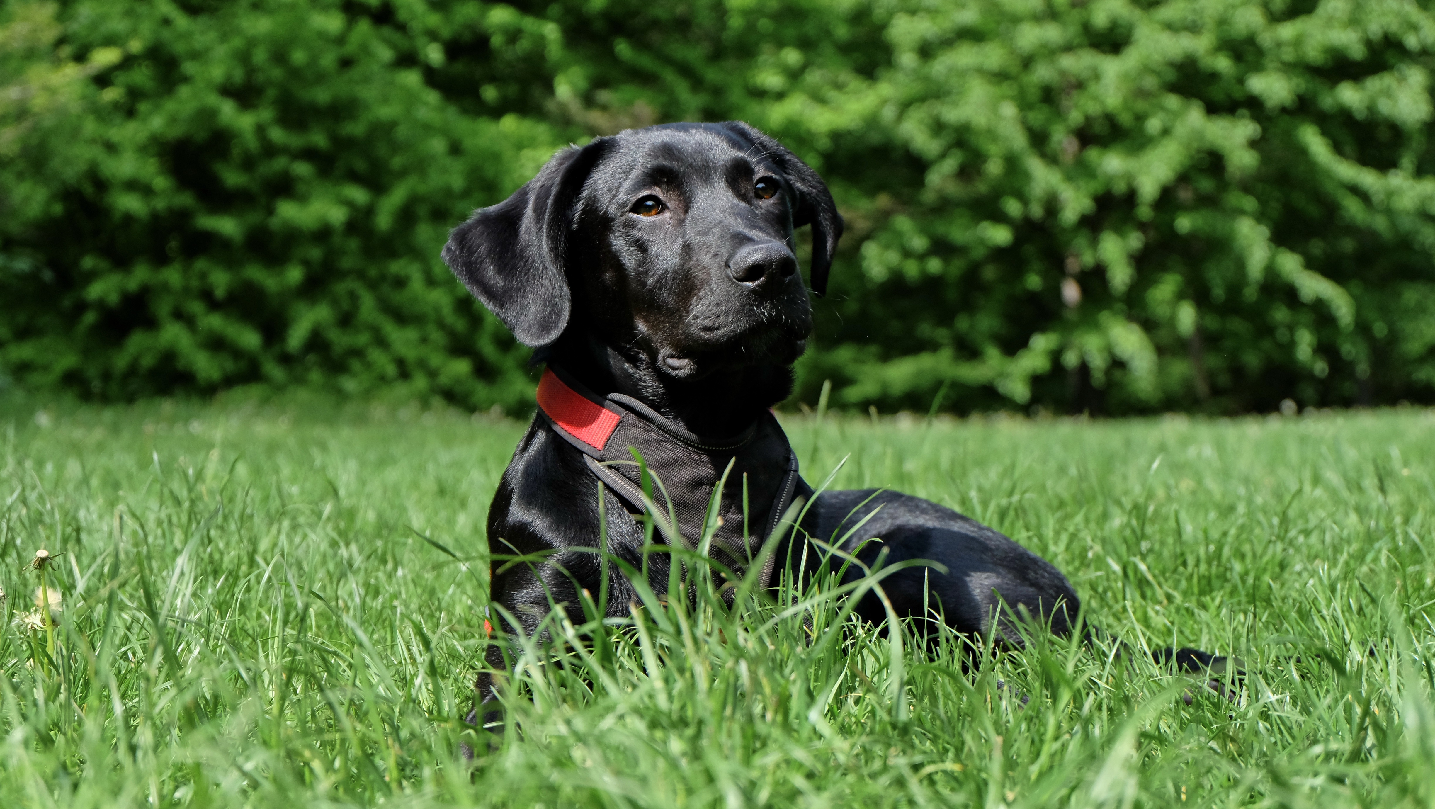 iz koje zemlje je pas labrador