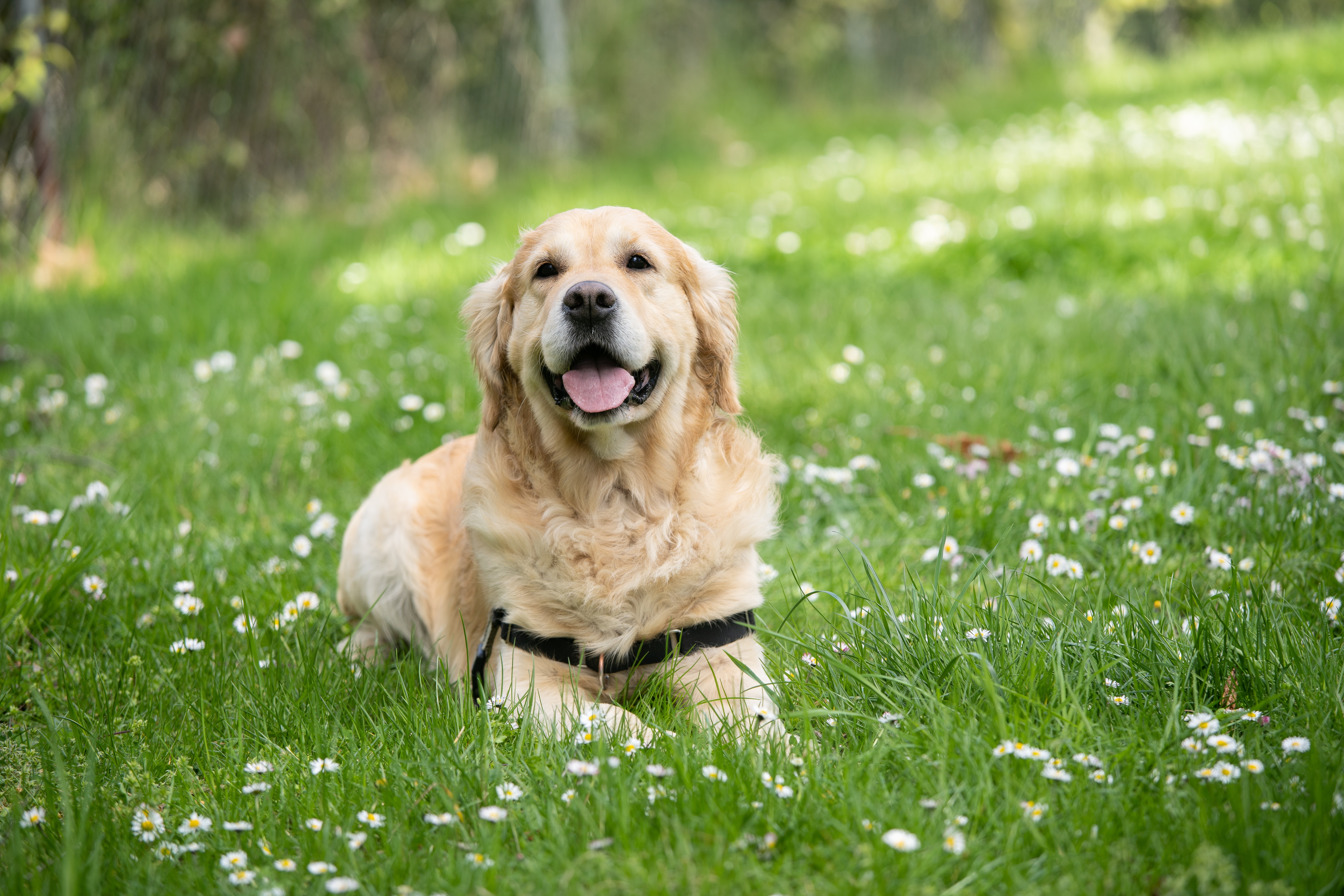 koja pasmina je bolja labrador ili zlatni retriver