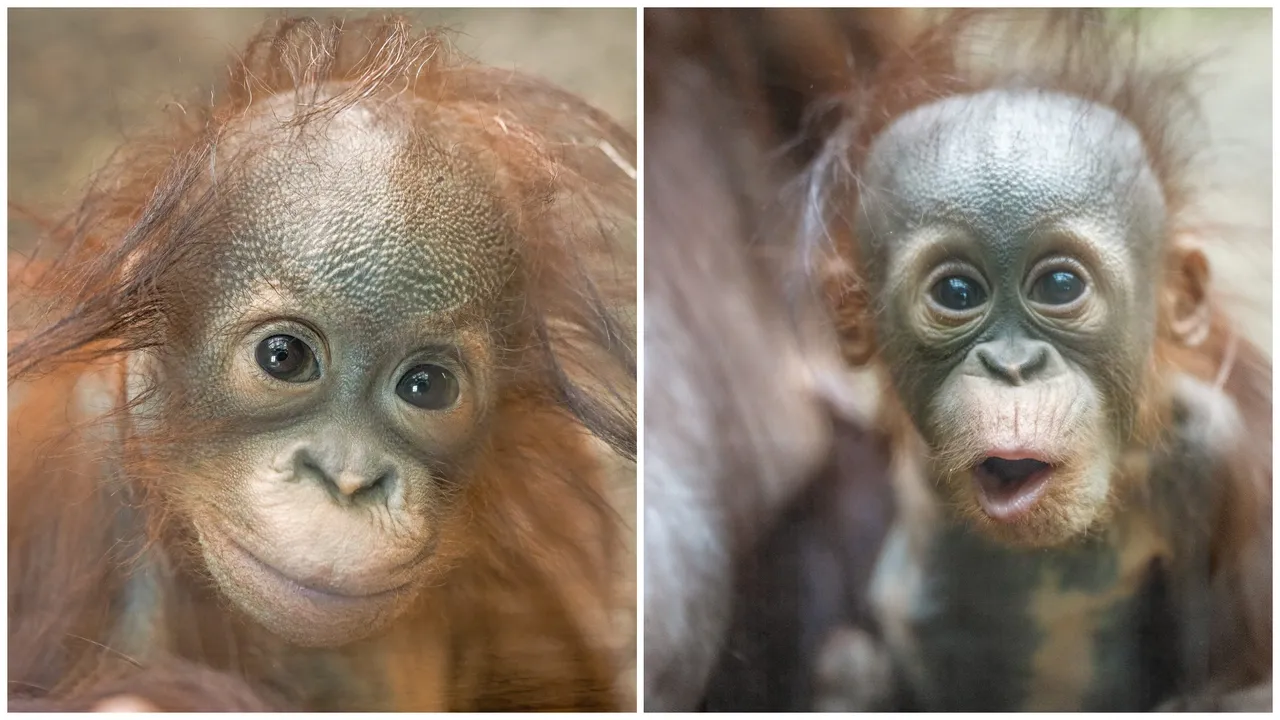 Mladunci orangutana Rufus i Jarang