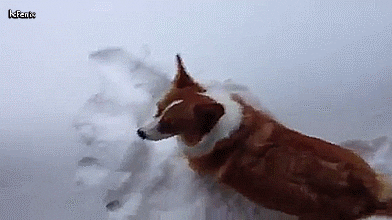 animal-fails-in-motion-for-all-the-lols-gifs-2
