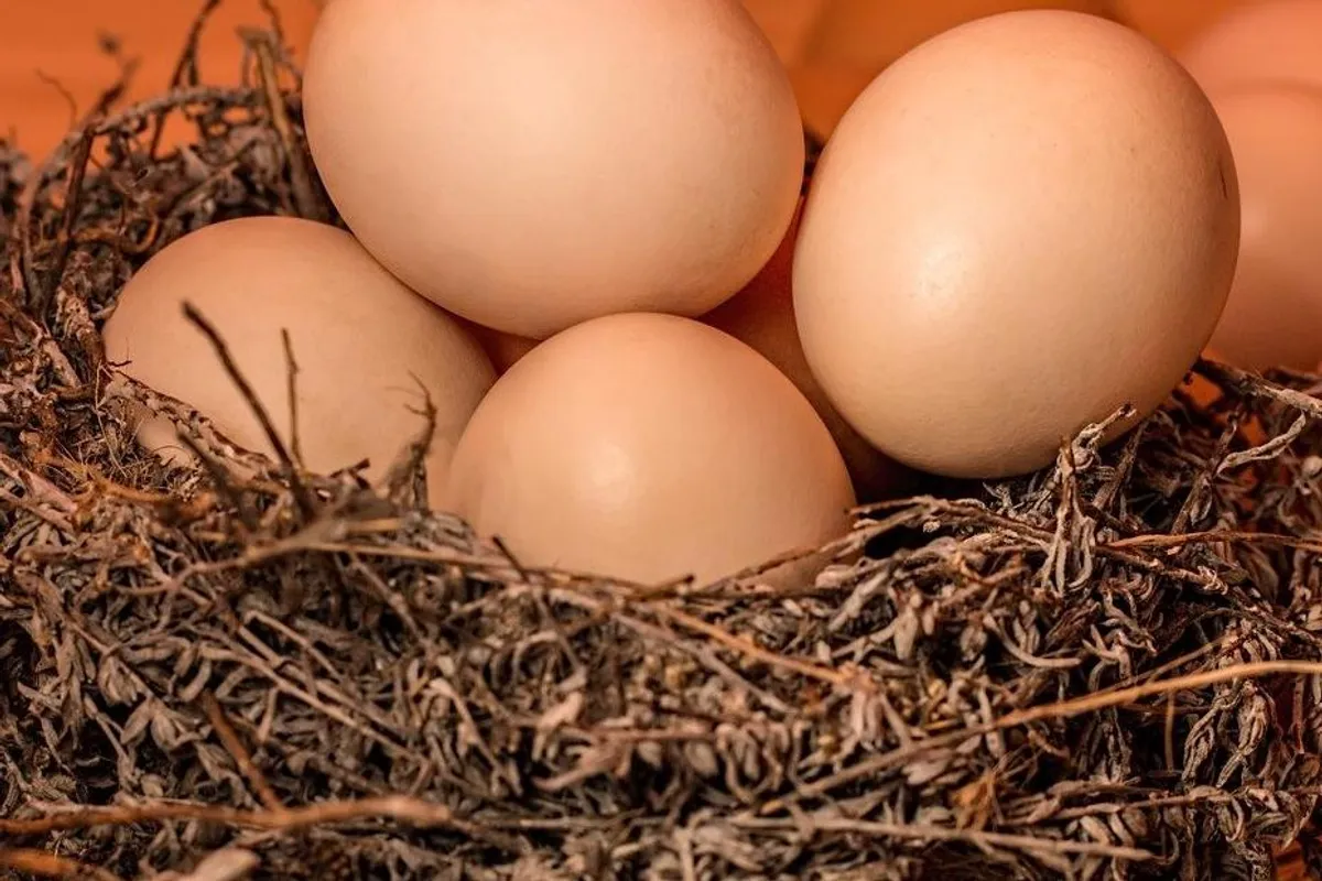 Rok trajanja jaja na sobnoj temperaturi