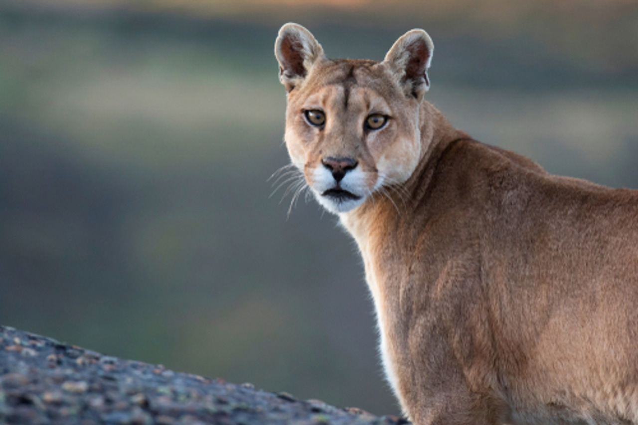 Puma koja je do prije mjesec dana etala Hrvatskom sada se nalazi u Sloveniji Net.hr