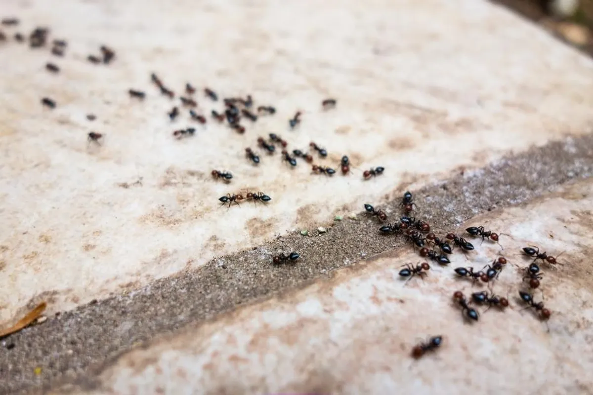 Muče te mravi? Evo kako ih se riješiti na prirodan i jeftin način