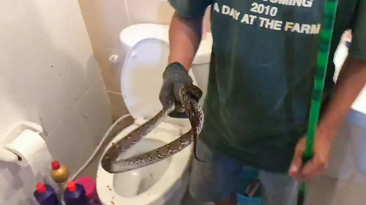Python bit man's PENIS while he was sitting on the toilet