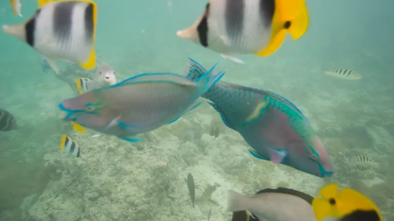 POPUT PTICA: Ribe snimljene kako na koraljnom grebenu pjevaju u zboru
