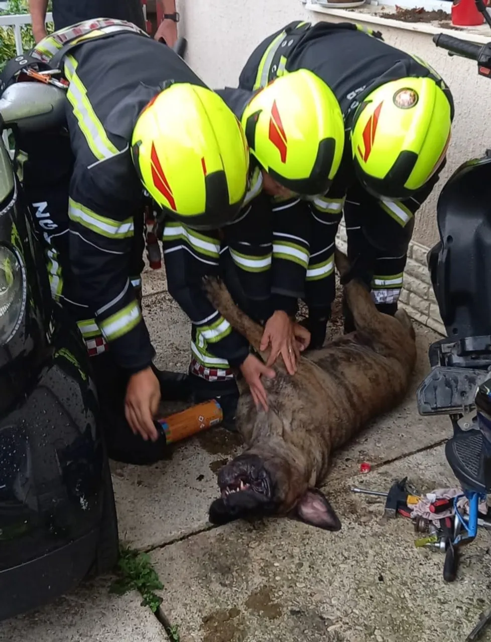 Pogledajte kako su zagrebački vatrogasci spasili psa iz požara obiteljske kuće. Hvala im! 