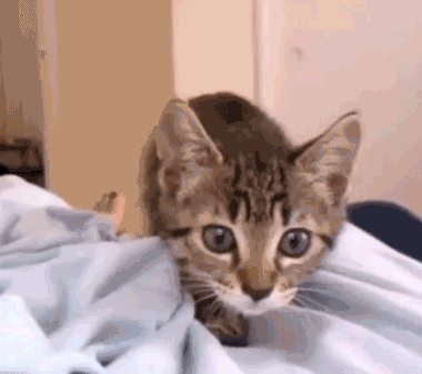 things-that-pounce-16-gifs-1