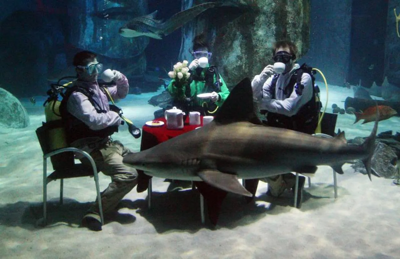 Ronioci londonskog akvatorija pokazali su svu svoju hrabrost nakon što su u jednom od akvarija priredili čajanku u društvu morskih pasa.