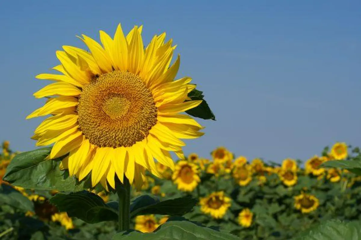 Zdravlje iz sunčevog cvijeta