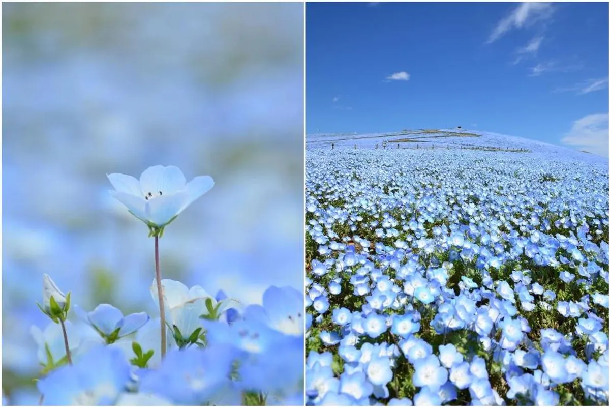#ostanidoma i uživaj u prizorima iz Japana: Polja plavog cvijeća izgledaju kao beskrajno more