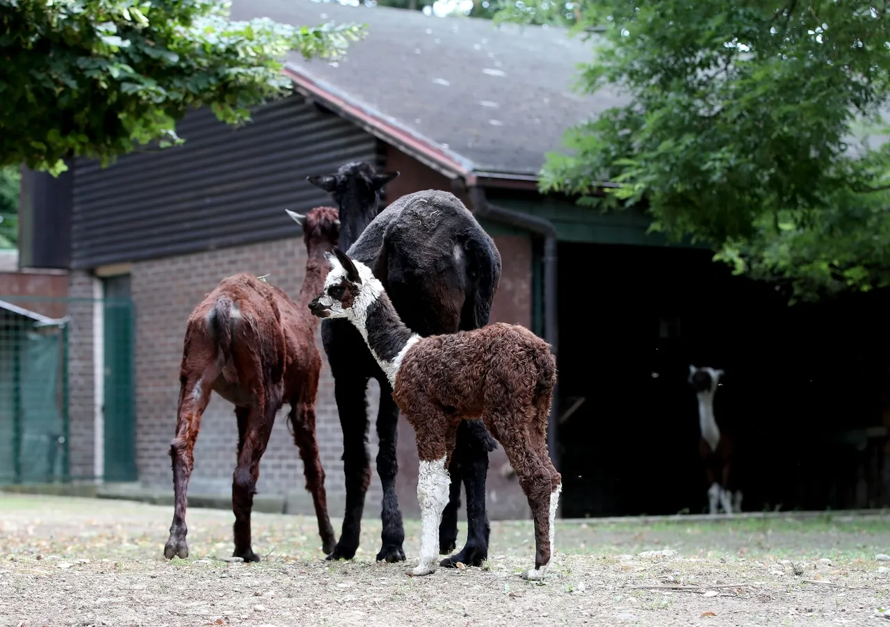 Zoološki vrt u Zagrebu dobio dvije nove prinove - alpaku i morskog lava