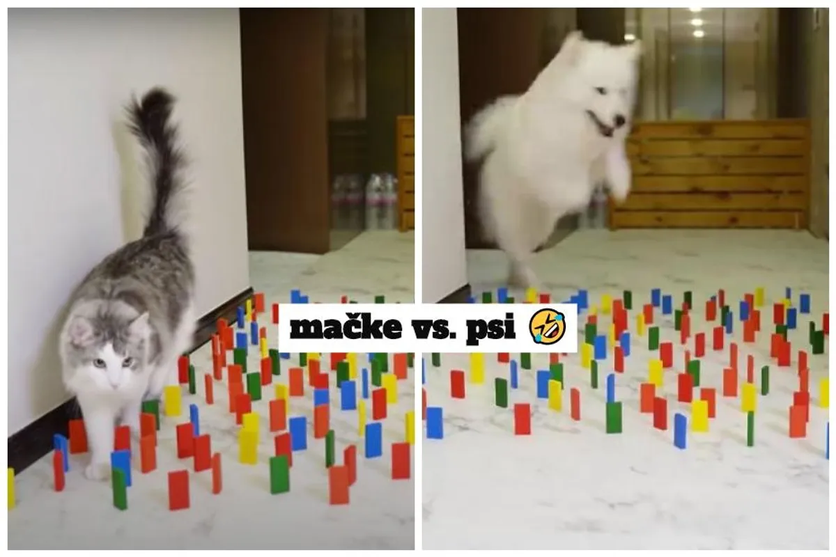 Mačke vs. psi: Viralni izazov pokazao koliko se ljubimci razlikuju (i dobro nas nasmijao)