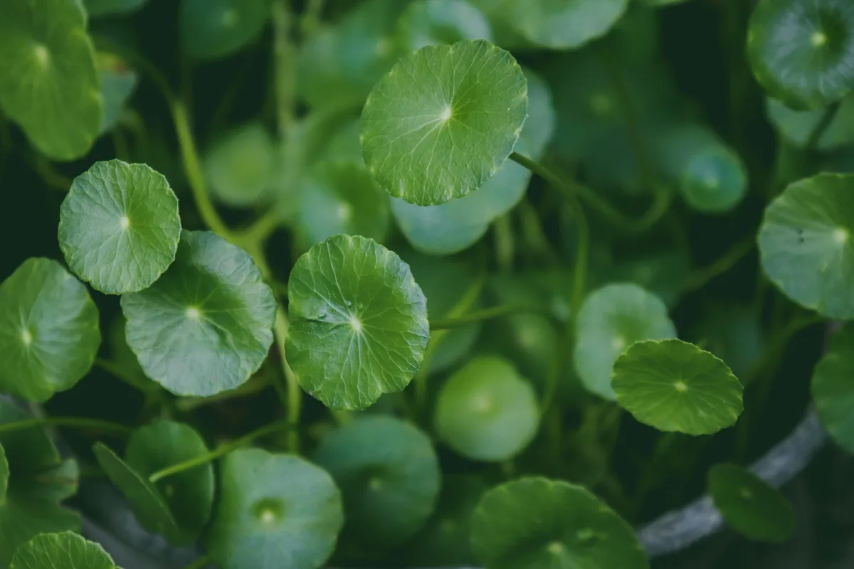 biljka gotu kola (Centella asiatica)