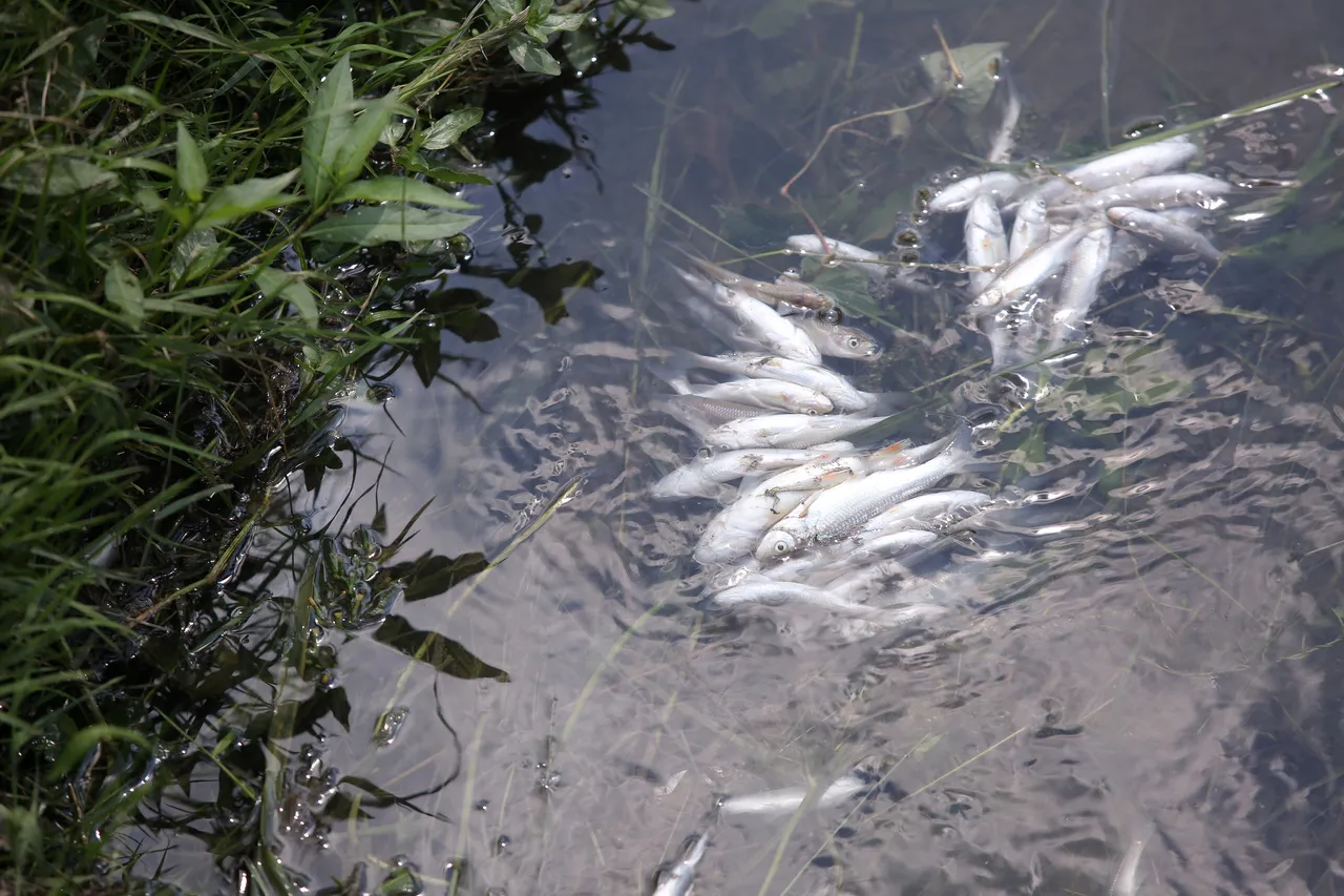 FOTO Što se to događa u Zagrebu? Mutnim potokom Kustošak plutaju mrtve ribe