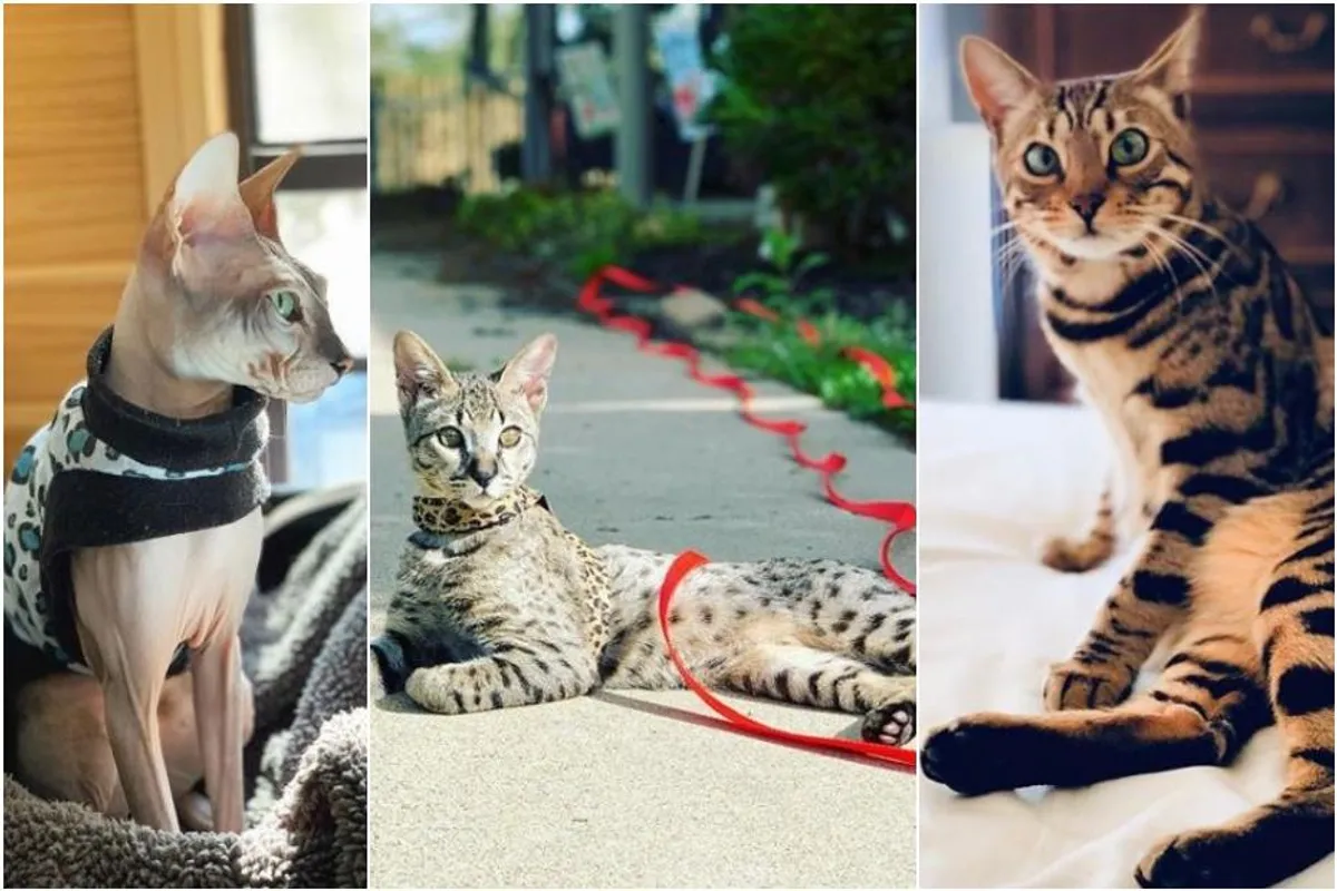 Deset veličanstvenih: Ovo su najskuplje mačke na svijetu, od Ashere do Maine Coona