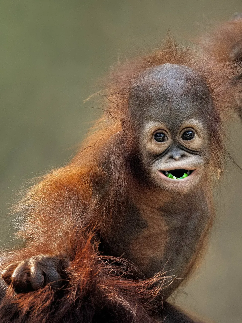 Orangutan