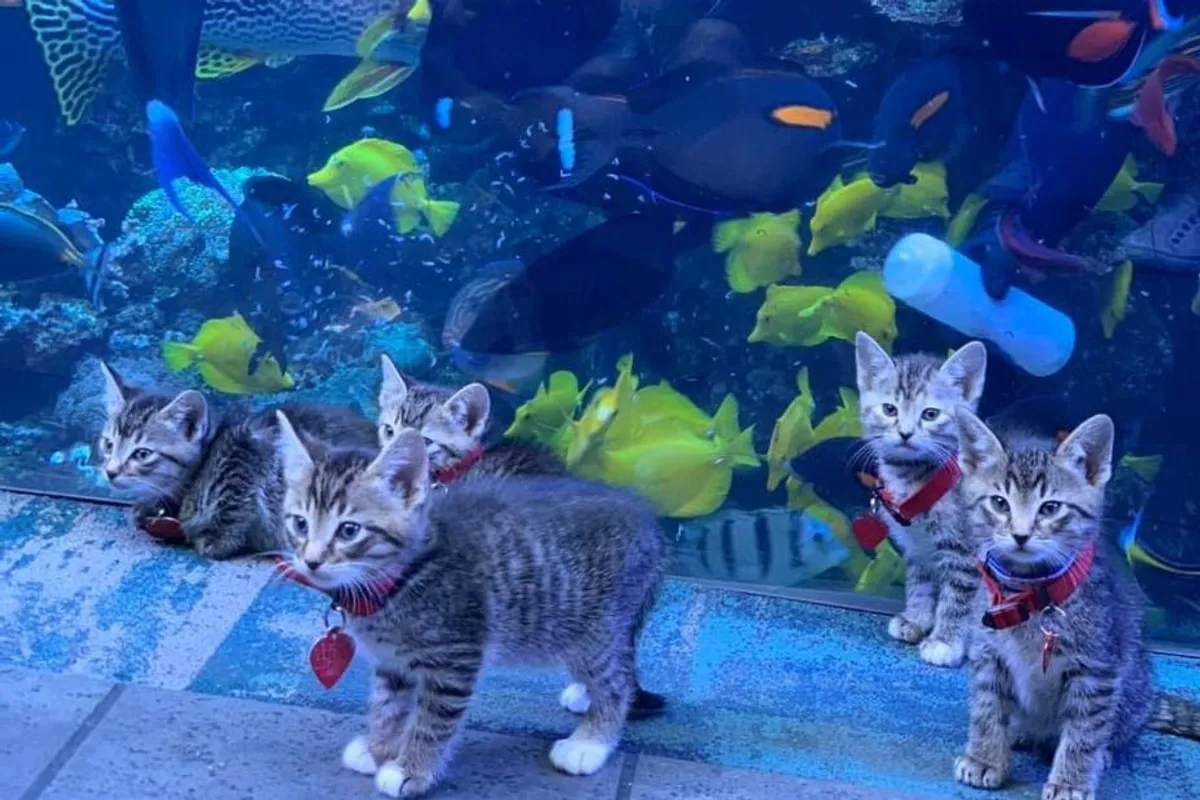 Preslatki psići i mace koji istražuju golem akvarij nešto je najslađe što ćeš danas vidjeti