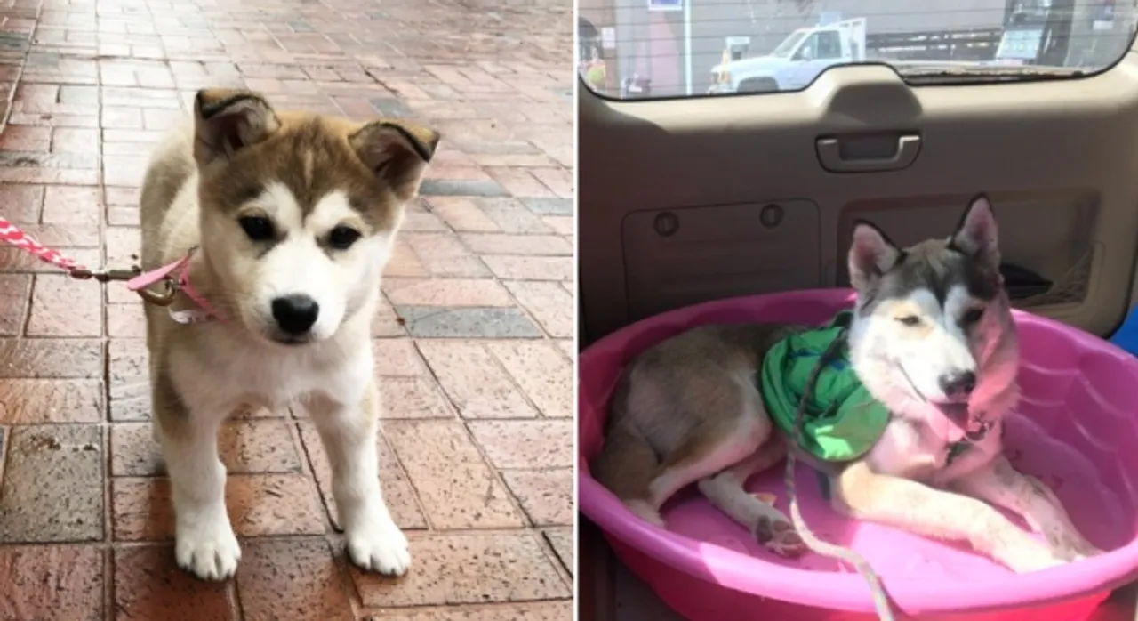 dogs-growing-transformations0