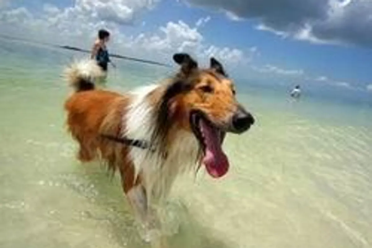 Psi: sigurnost u vodi