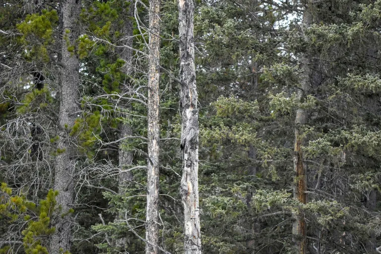 SPOT THE GREAT GREY OWL