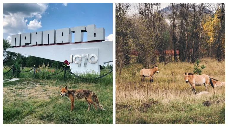 Zona otuđenosti u Černobilu: Upoznajte jednog od najvećih parkova prirode u Europi