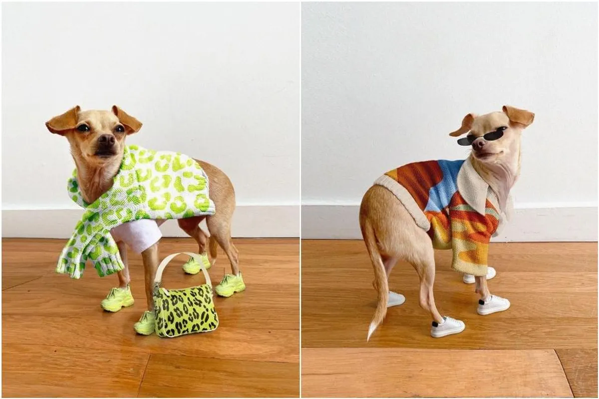 Upoznaj Boobie Billie, modno osviještenog psa koji je na putu da postane pravi influencer
