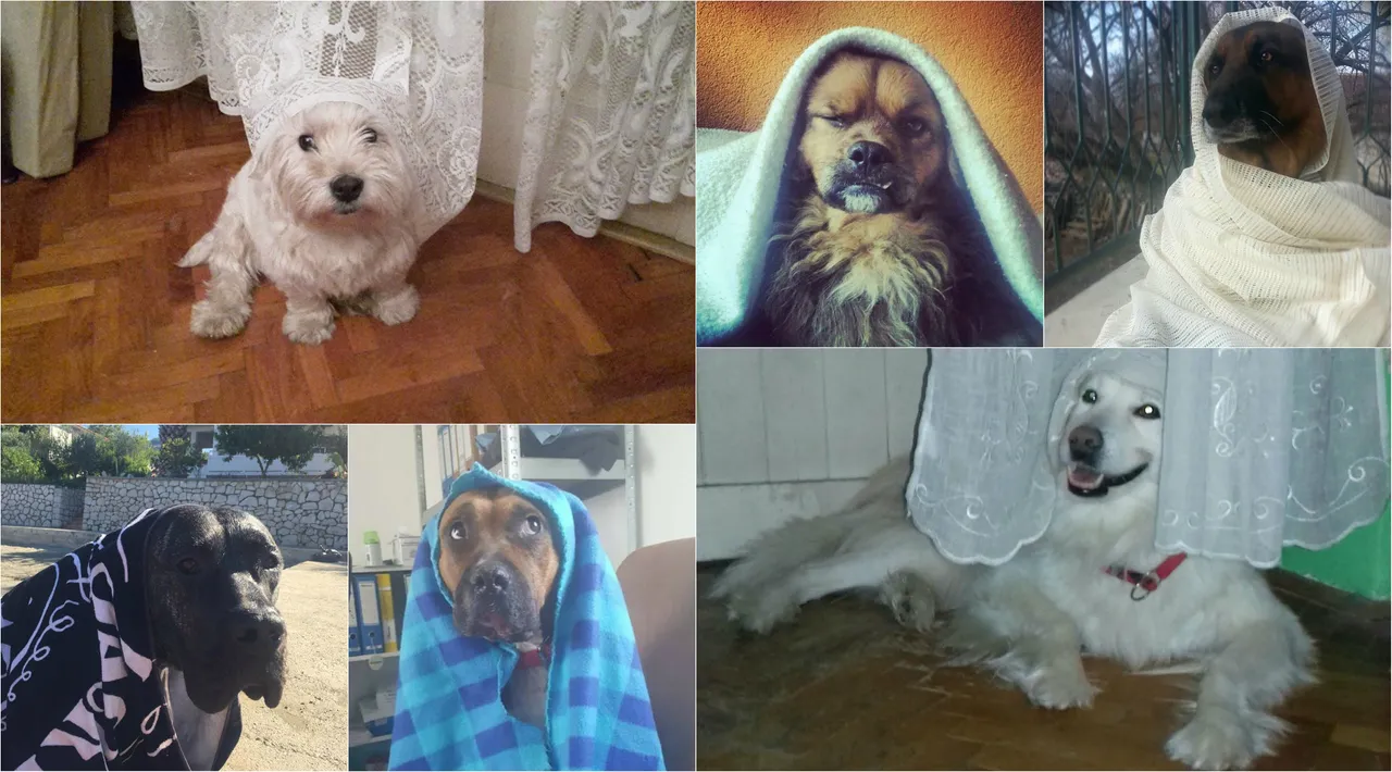 Naslovna, Psi gospe