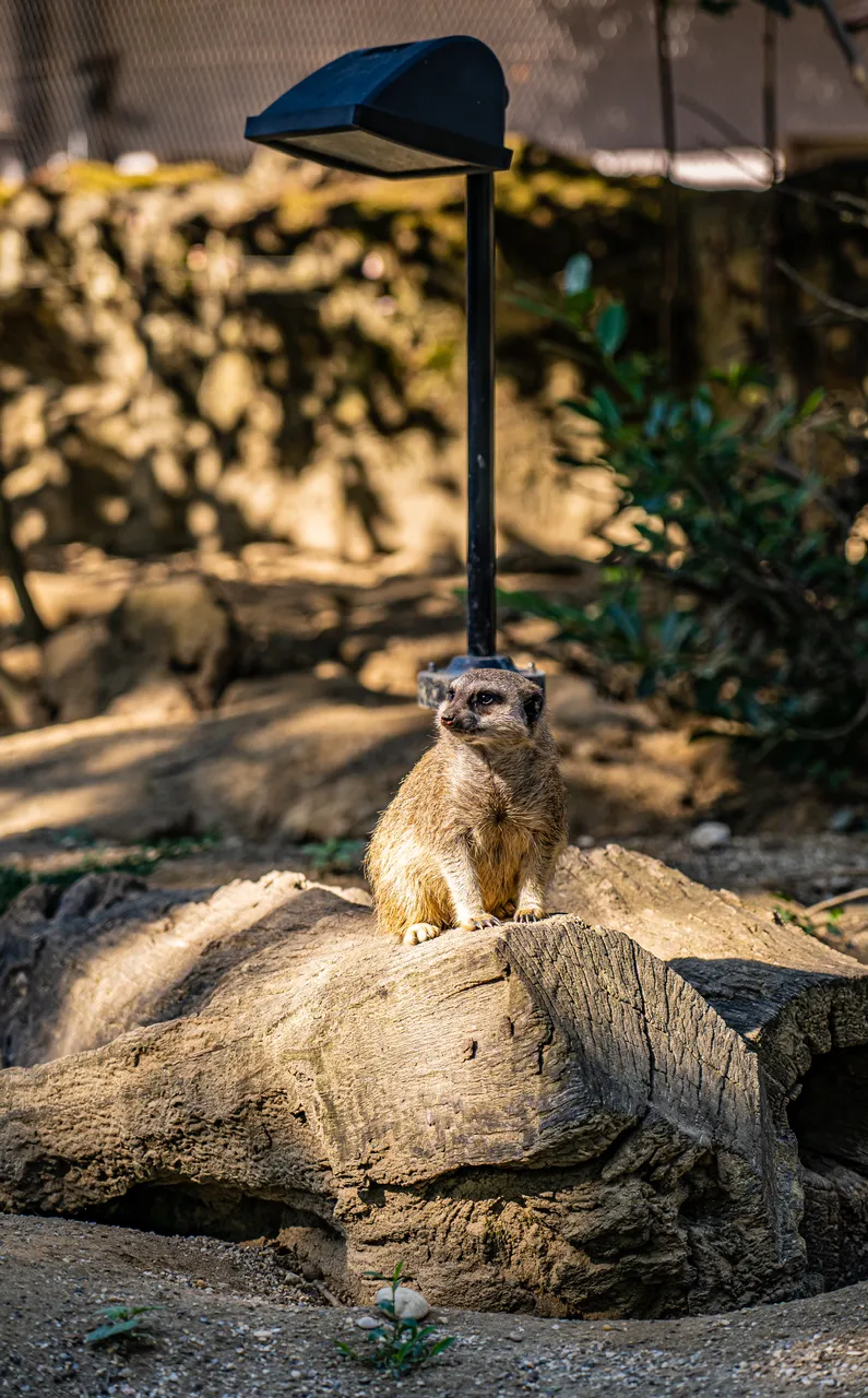 Tijekom vrućina životinje u zagrebačkom Zoološkom vrtu uglavnom štede svoju energiju
